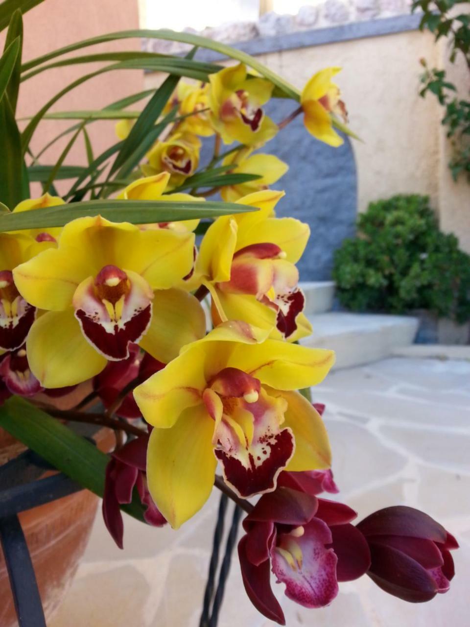 Les Citronniers D'Azur Villa Menton Exteriör bild